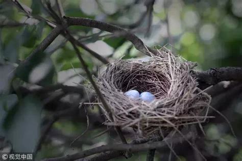 有鳥在家築巢|【鳥在家裡築巢】鳥兒在家裡築巢預示什麼？風水專家。